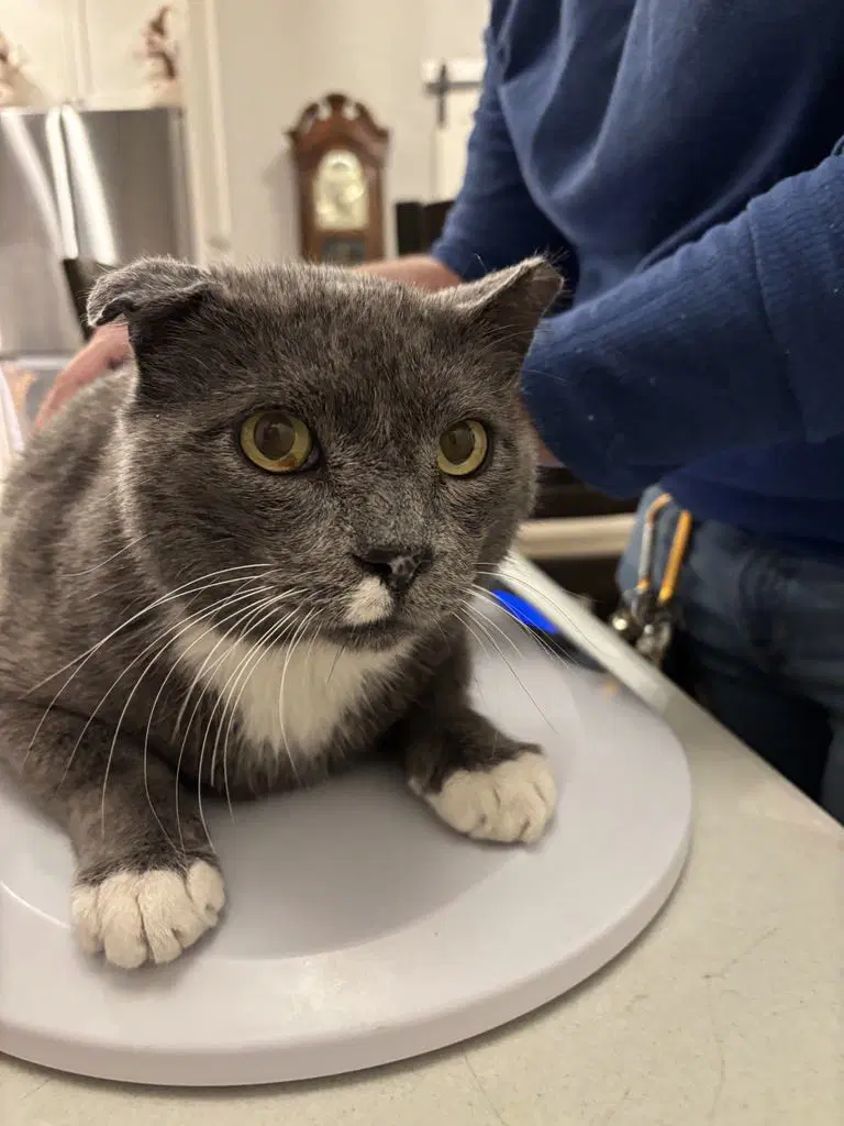 Elvis Purrsley - Domestic Short Hair