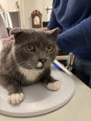 adoptable Cat in , SC named Elvis Purrsley