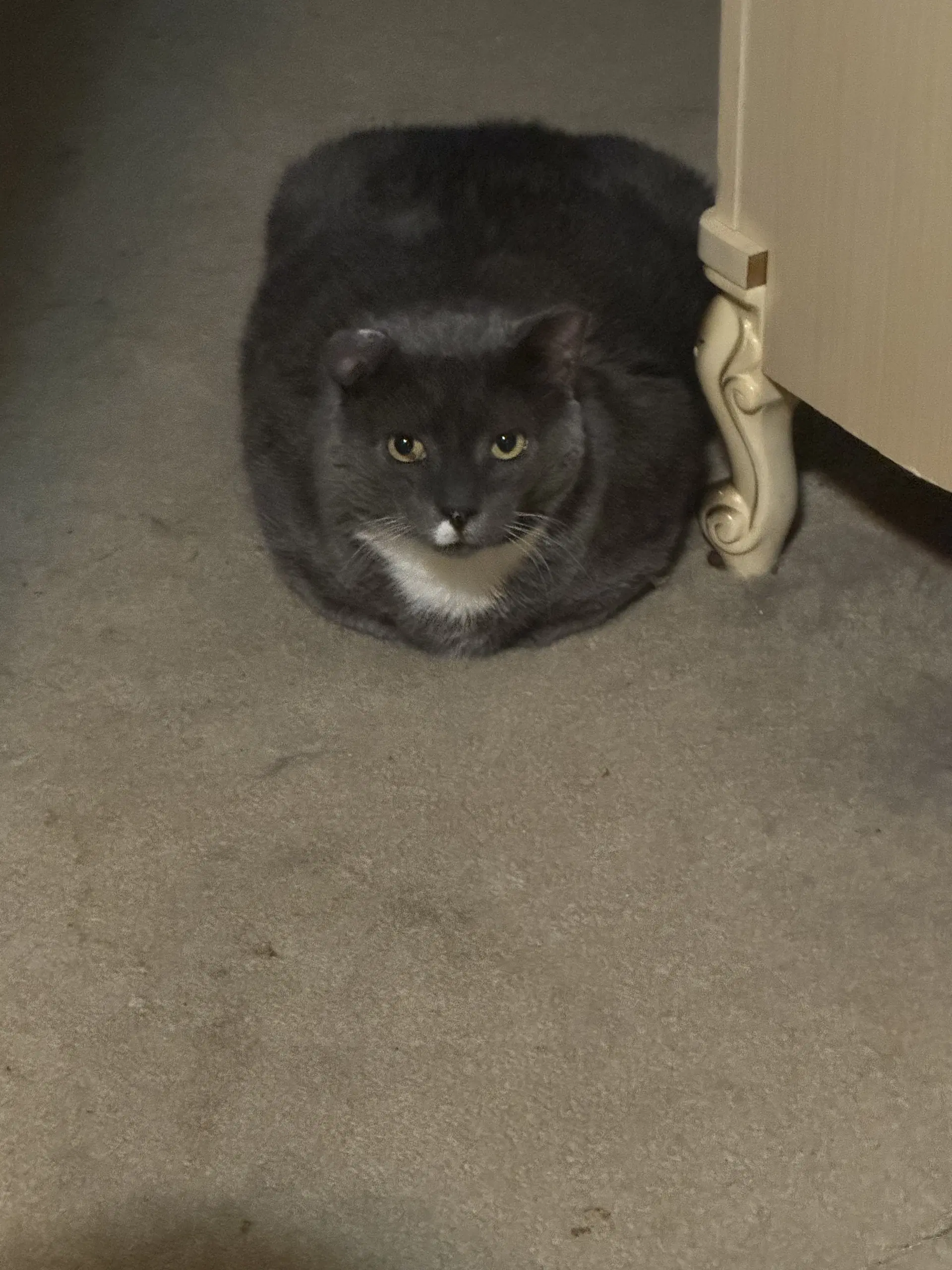 Elvis Purrsley image 2