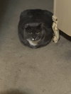 Elvis Purrsley - Photo 2