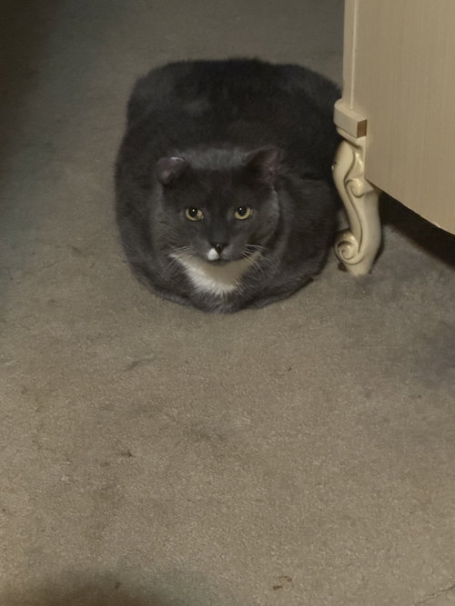 ELVIS PURRSLEY - Domestic Short Hair available for adoption