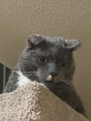 Elvis Purrsley - Photo 3