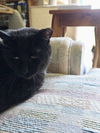 adoptable Cat in elgin, SC named Pickles