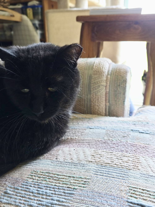 PICKLES - Domestic Short Hair available for adoption