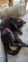 Pickles - Photo 2
