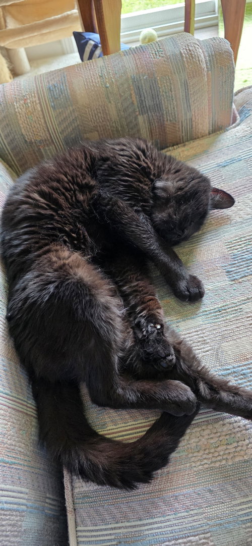PICKLES - Domestic Short Hair available for adoption