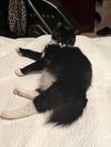 adoptable Cat in elgin, SC named Kelp