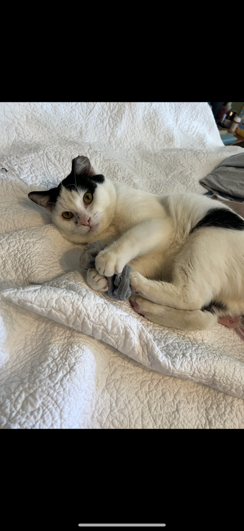 Cheese, an adoptable Domestic Short Hair in Camden, SC