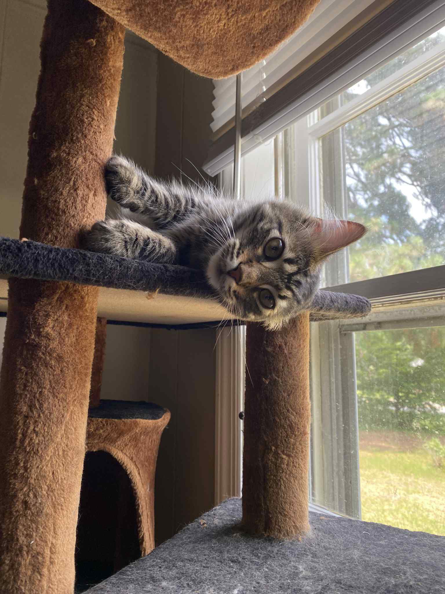 adoptable Cat in Elgin, SC named Casanova