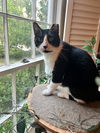 adoptable Cat in elgin, SC named Mr. Friendly
