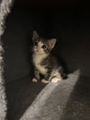 adoptable Cat in , SC named Happenstance (Available for pre-adoption)