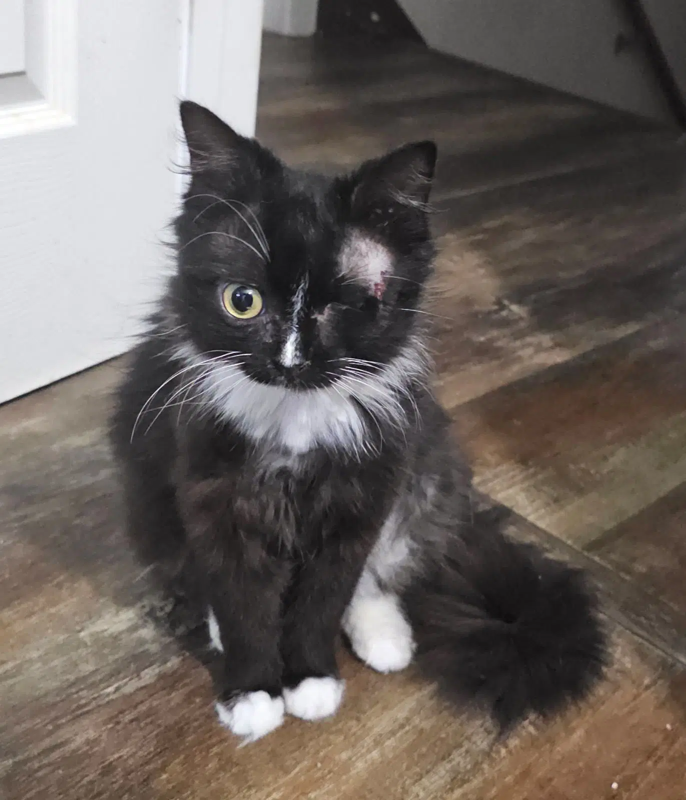 Socket - Domestic Long Hair