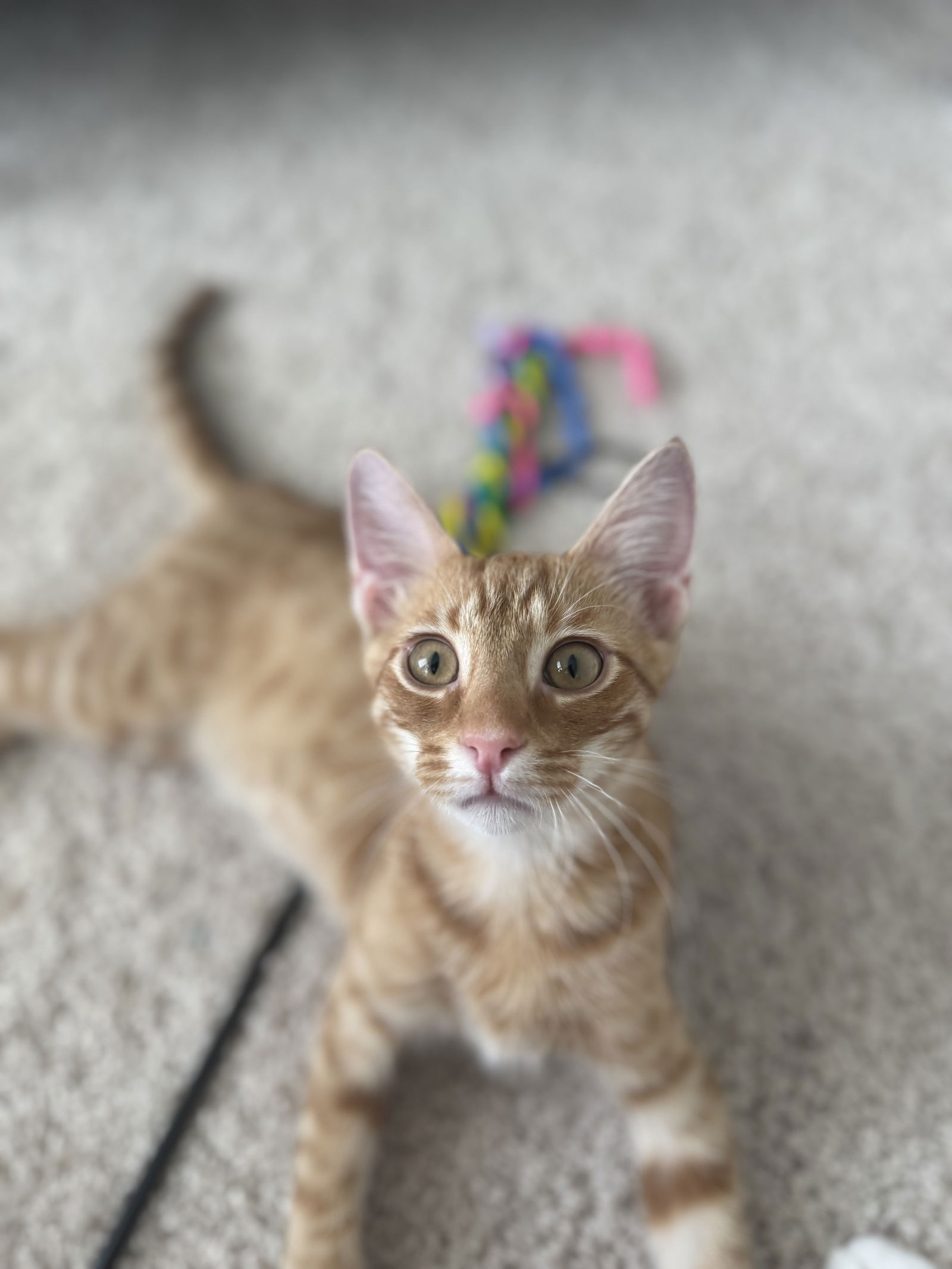 adoptable Cat in Elgin, SC named Sawhorse