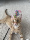 adoptable Cat in elgin, SC named Sawhorse