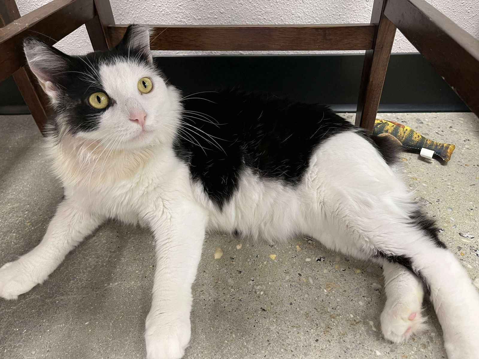 adoptable Cat in Elgin, SC named Silly