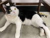 adoptable Cat in elgin, SC named Silly
