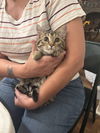 adoptable Cat in Elgin, SC named Pussyfoot