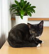 adoptable Cat in Elgin, SC named Jellybean