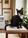 adoptable Cat in Elgin, SC named Hop
