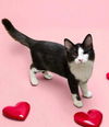 adoptable Cat in Elgin, SC named Peeps