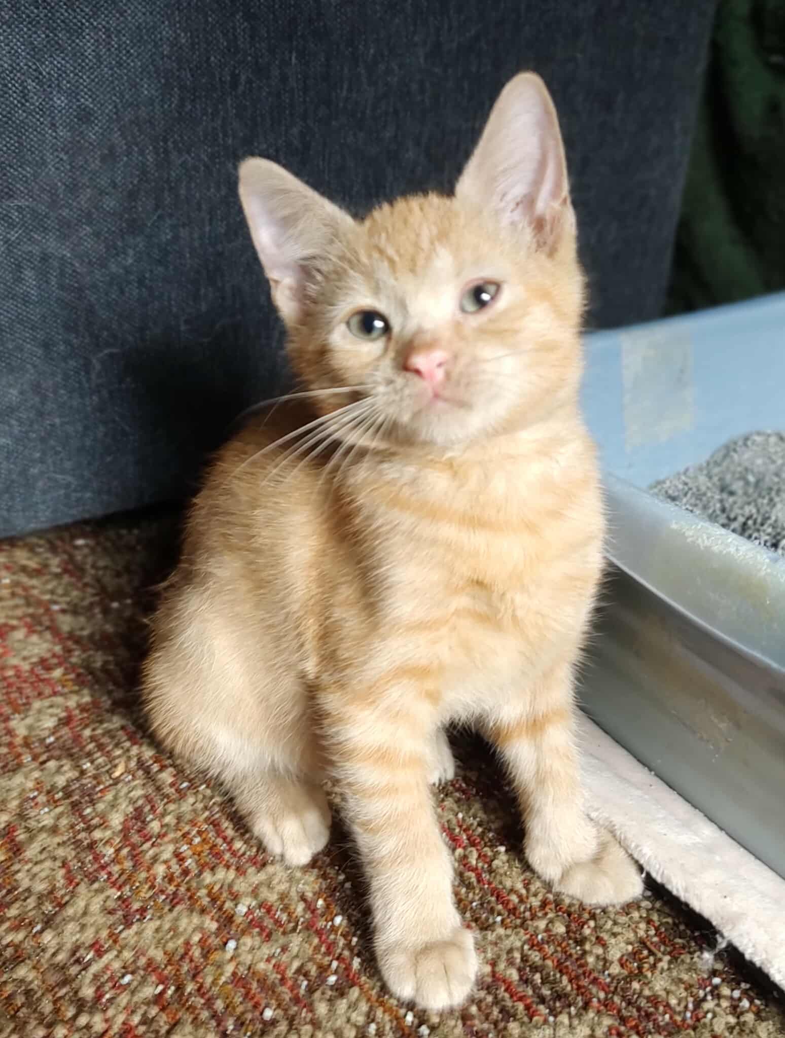 adoptable Cat in Elgin, SC named Pocketbook
