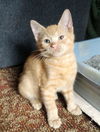 adoptable Cat in Elgin, SC named Pocketbook