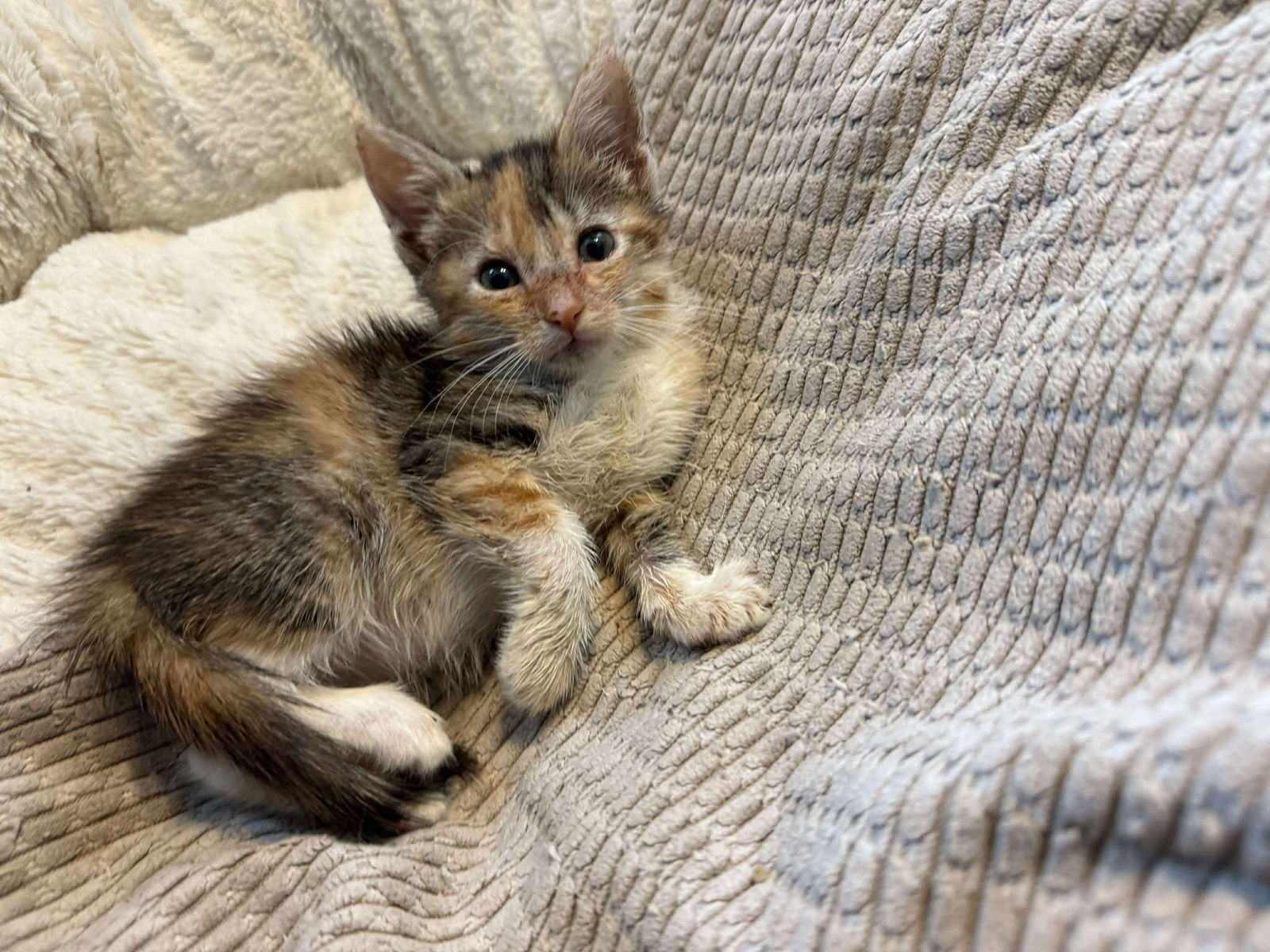 adoptable Cat in Elgin, SC named Petal
