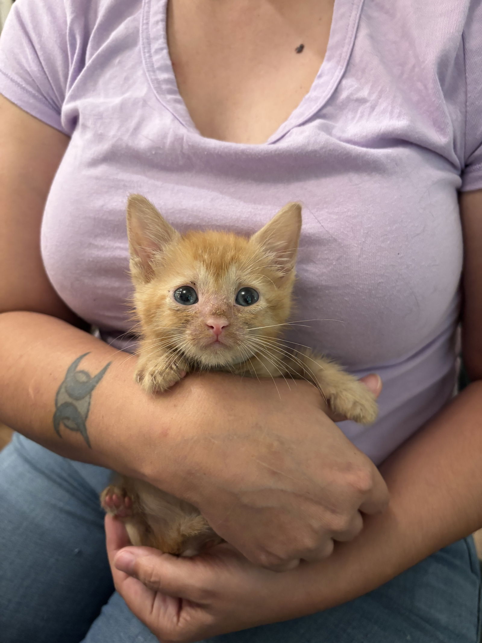 adoptable Cat in Elgin, SC named Satchel