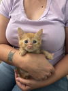 adoptable Cat in Elgin, SC named Satchel