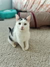 adoptable Cat in Elgin, SC named Melody
