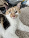adoptable Cat in Elgin, SC named Harmony