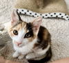 adoptable Cat in Elgin, SC named Cadence