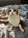 adoptable Cat in  named Catniss