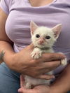 adoptable Cat in elgin, SC named Duffle