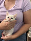 adoptable Cat in elgin, SC named Parcel