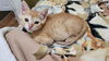 adoptable Cat in elgin, SC named Snooker
