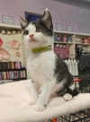 adoptable Cat in elgin, SC named SKU (Available for pre-adoption)
