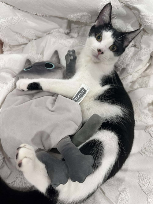 SKU - Domestic Short Hair available for adoption