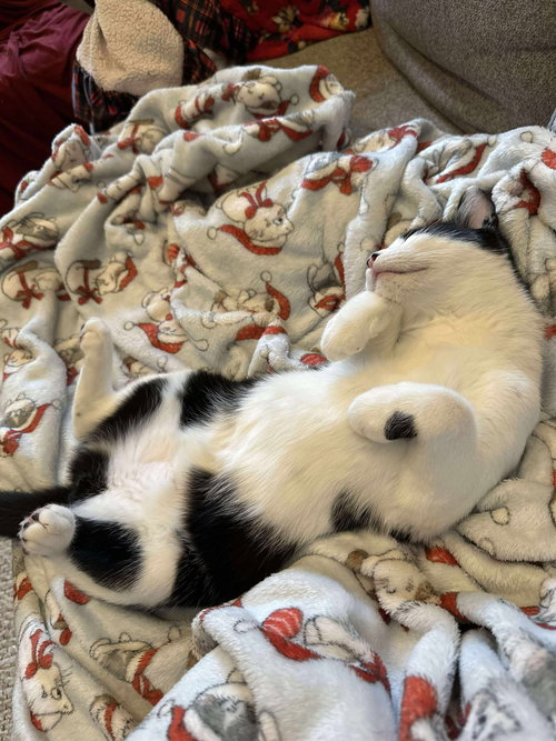 SKU - Domestic Short Hair available for adoption