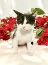 adoptable Cat in elgin, SC named Scanner (Available for pre-adoption)