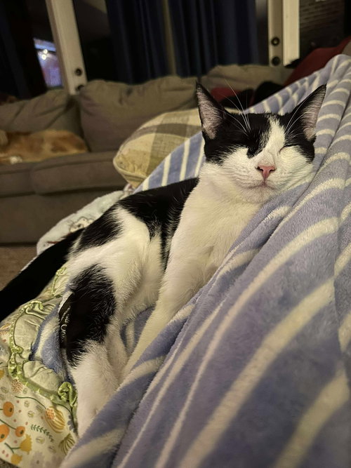 SCANNER - Domestic Short Hair available for adoption