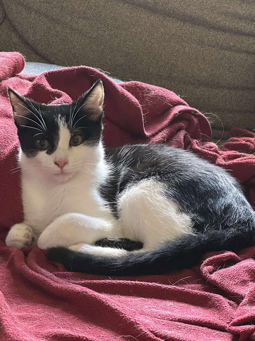 SCANNER - Domestic Short Hair available for adoption