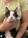 adoptable Cat in elgin, SC named Barcode (Available for pre-adoption)