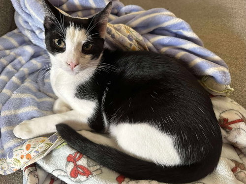 BARCODE - Domestic Short Hair available for adoption