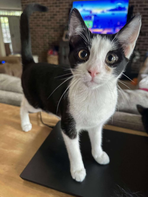 BARCODE - Domestic Short Hair available for adoption
