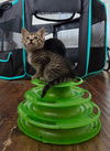 adoptable Cat in elgin, SC named Miss Purrfect