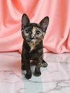 adoptable Cat in elgin, SC named Siren