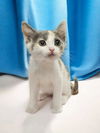 adoptable Cat in elgin, SC named QR