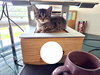Mr. Meowster - Photo 5