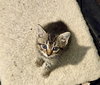 Mr. Meowster - Photo 6